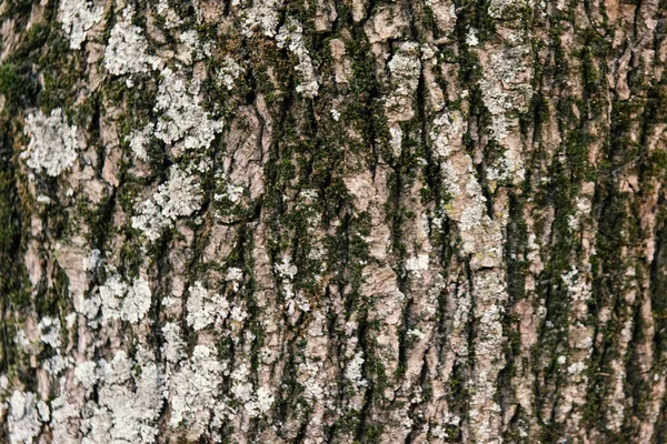 Кора Дерева Мхом — стоковое фото
