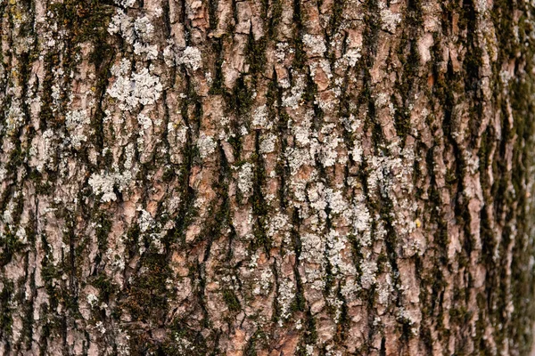 Bark Från Ett Träd — Stockfoto