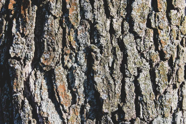 Yaprak Döken Ağaç Kabuğu — Stok fotoğraf