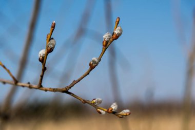 Baharda bir ağacın tomurcukları ile güzel dalları