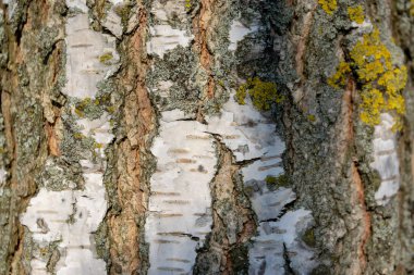 Bir huş ağacının kabuğu