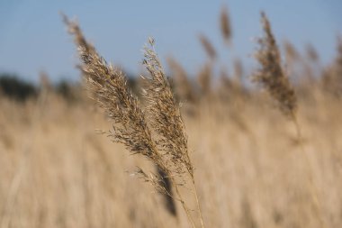 alanda rüzgar güzel başak