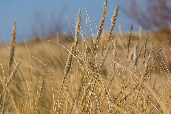 alanda rüzgar güzel başak