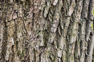 eski bir yaprak döken ağacın kabuğu