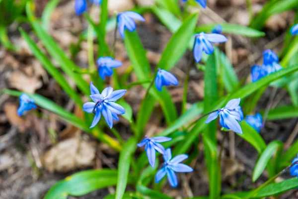 Zbliżenie Niebieskie Kwiaty Scilla Zielonym Polu Wiosną Park Jasnym Słońcu — Zdjęcie stockowe