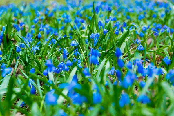 春天绿地上的蓝色剪刀花 公园在明媚的阳光下 花地毯 — 图库照片
