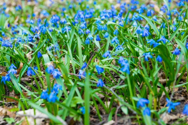 Голубые Цилла Цветы Зеленом Поле Весной Парк Ярком Солнце Цветочный — стоковое фото