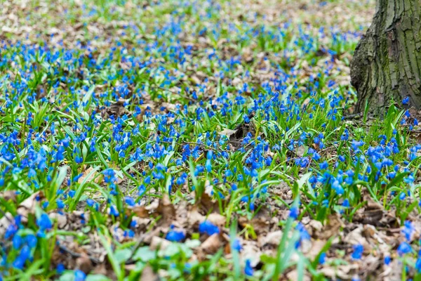 Голубые Цилла Цветы Зеленом Поле Весной Парк Ярком Солнце Цветочный — стоковое фото