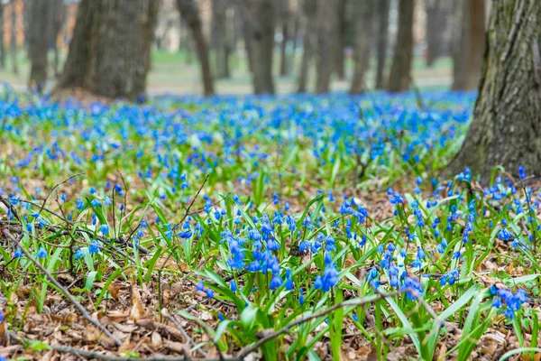 Маленькие Голубые Цилла Цветы Зеленом Поле Весеннем Лесу Лес Ярком — стоковое фото