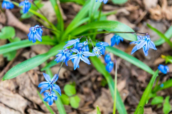 Крупный План Голубые Цветы Scilla Зеленом Поле Весной Парк Яркий — стоковое фото