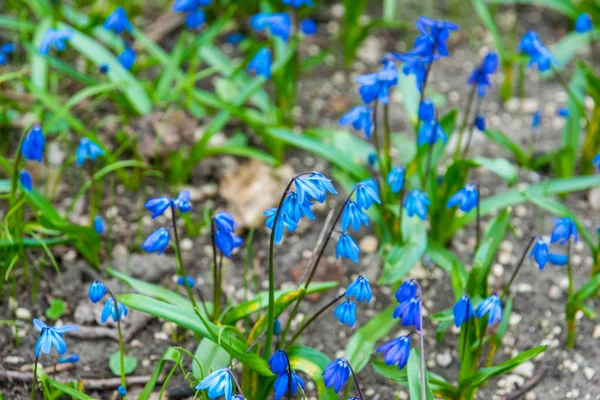 Κοντινά Πλάνα Μπλε Scilla Λουλούδια Στο Πράσινο Χωράφι Την Άνοιξη — Φωτογραφία Αρχείου