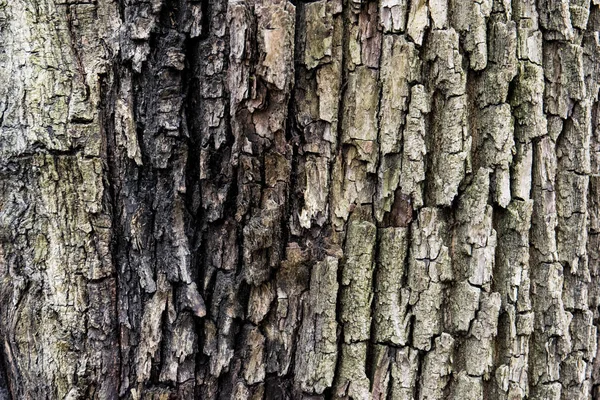 Bark Ett Gammalt Lövfällande Träd — Stockfoto