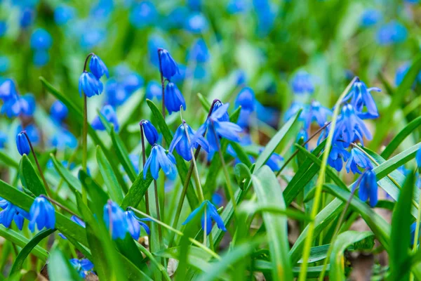 Крупный План Голубые Цветы Scilla Зеленом Поле Весной Парк Яркий — стоковое фото