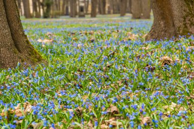 bahar ormanında yeşil alanda küçük mavi scilla çiçekler, parlak güneş ışığında orman
