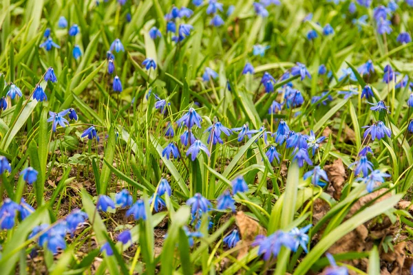 Крупный План Голубые Цветы Scilla Зеленом Поле Весной Парк Яркий — стоковое фото