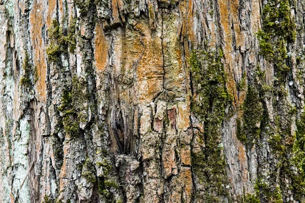 Écorce Vieil Arbre Caduc — Photo