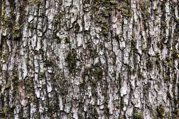 Écorce Vieil Arbre Caduc — Photo