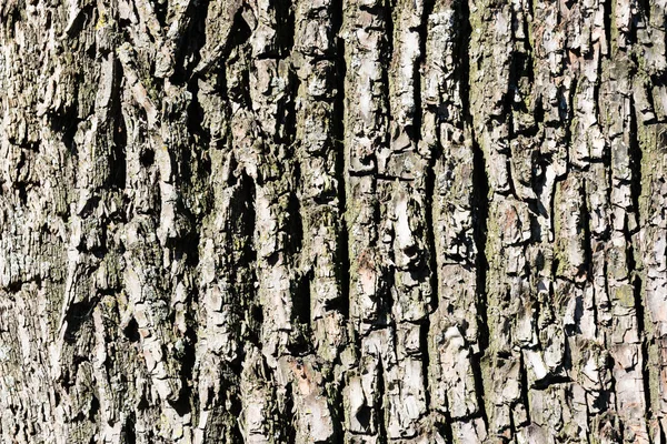 Bark Ett Träd Mönster — Stockfoto