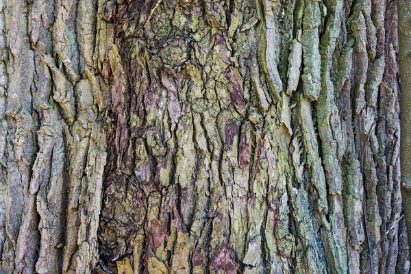 Bark Ett Träd Mönster — Stockfoto