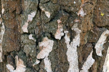 Huş kabuğu ağaç doku arka plan