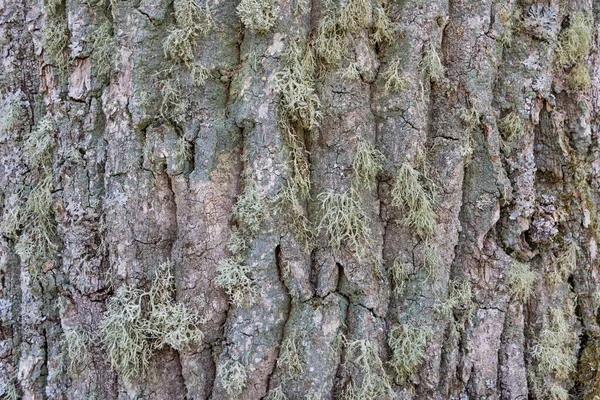 Kora Mchem Bardzo Starego Drzewa — Zdjęcie stockowe