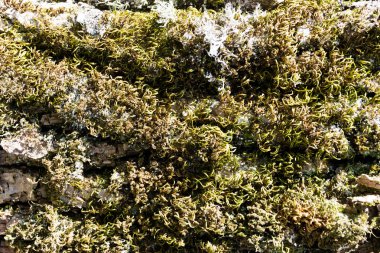 çok eski ağaç yosun ile kabuğu