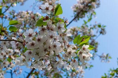 Sakura çiçek, güneşli bir günde erik açan