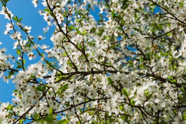 Sakura çiçek, güneşli bir günde erik açan