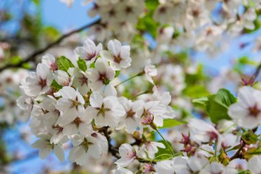 Sakura çiçek, güneşli bir günde erik açan