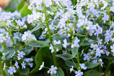 Güneşli bir günde çiçeklenme hodan mavi çiçekler. 