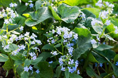 Güneşli bir günde çiçeklenme hodan mavi çiçekler. 