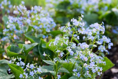 Güneşli bir günde çiçeklenme hodan mavi çiçekler. 