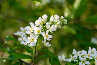 Güneşli bir günde Blooming Alyssum