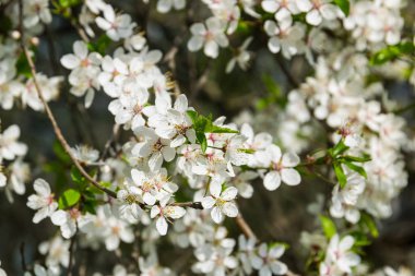 Güneşli bir günde Blooming Alyssum
