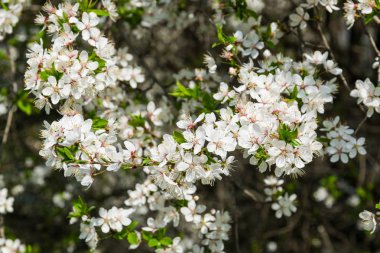 Güneşli bir günde Blooming Alyssum