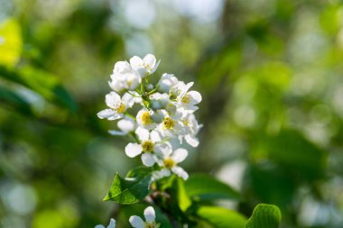Güneşli bir günde Blooming Alyssum