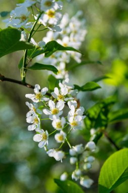 Güneşli bir günde Blooming Alyssum