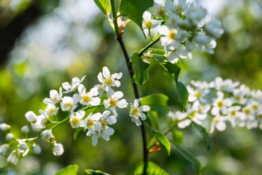 Güneşli bir günde Blooming Alyssum