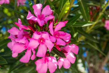 Şeftali çiçek açması ağaç bahar.