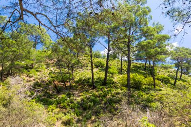 Çam ormanı dağın üzerinde