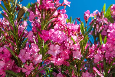 Şeftali çiçek açması ağaç bahar.