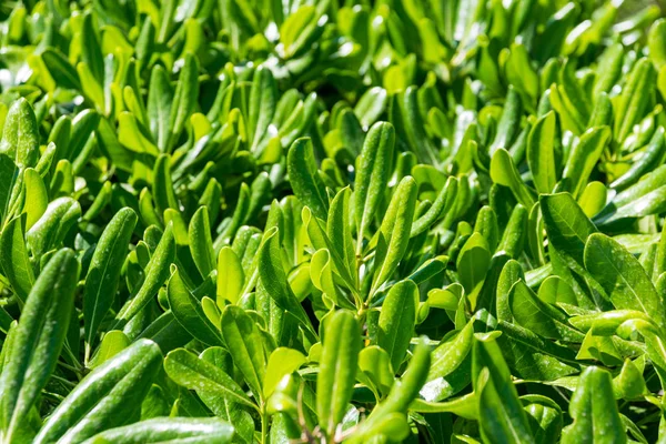 Piante verdi con foglie sottili trama della parete modello — Foto Stock