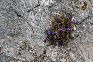 Çiçeklerle kaba, dokulu kaya yüzeyi.