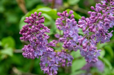 Şehir parkında çiçek açan leylak çalısı. Açık menekşe syringa.