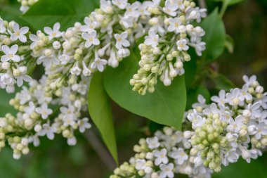 Şehir parkında çiçek açan leylak çalısı. Beyaz syringa.
