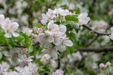 Bahçede elma ağacı açıyor. açık gün