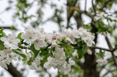Bahçede elma ağacı açıyor. açık gün