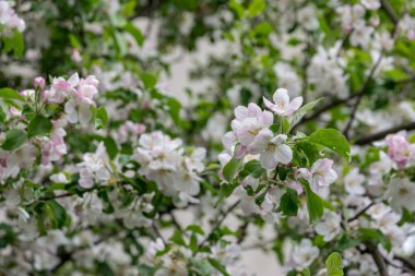 Bahçede elma ağacı açıyor. açık gün