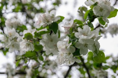 Bahçede elma ağacı açıyor. açık gün