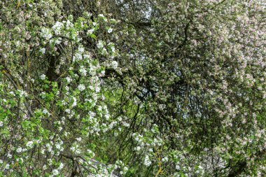 Bahçede elma ağacı açıyor. açık gün